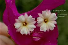 Flowers- See perianth limb